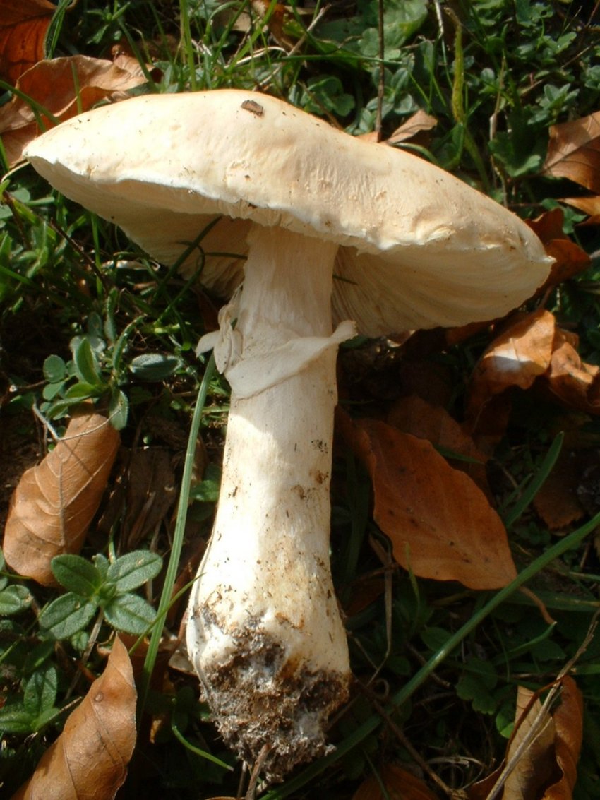 Limacella lenticularis